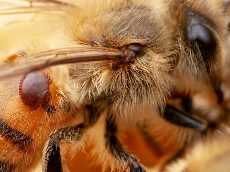 Strategie di controllo dell’acaro della varroa per un’apicoltura di successo 